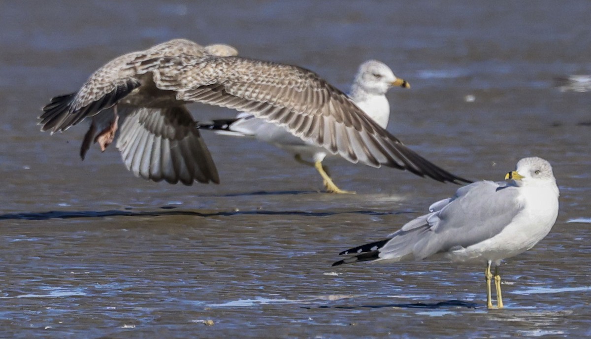 Goéland arctique (thayeri) - ML646661628