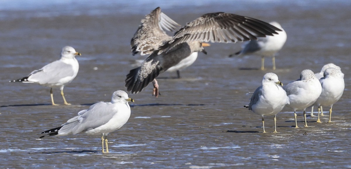 Goéland arctique (thayeri) - ML646661629