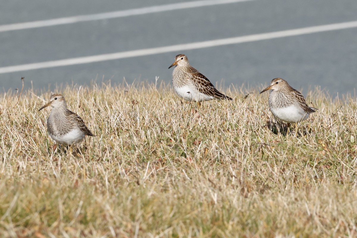 חופית כהת-חזה - ML646661630