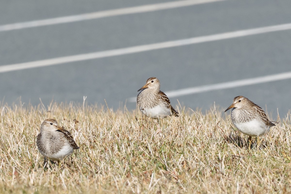 חופית כהת-חזה - ML646661631