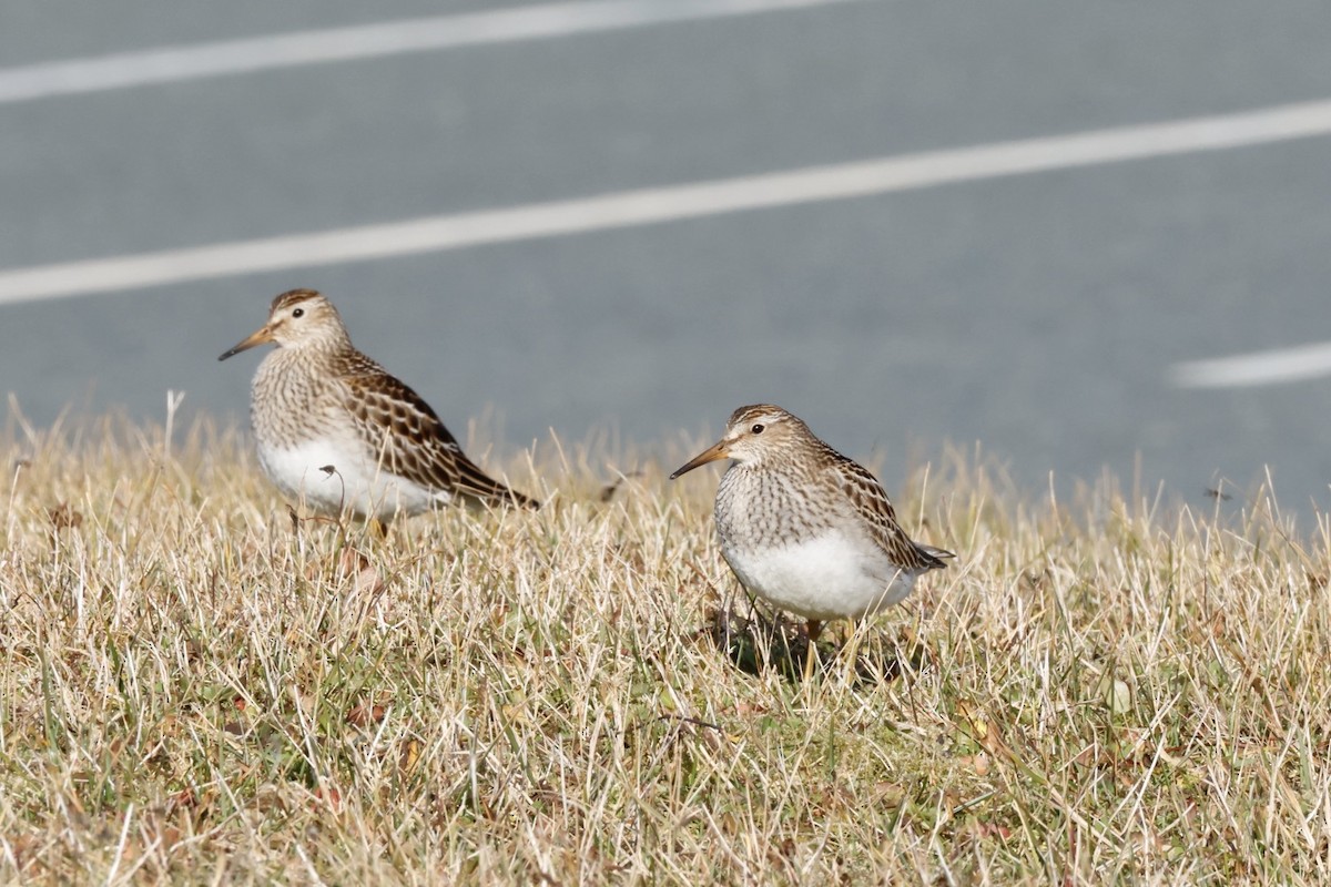 חופית כהת-חזה - ML646661632