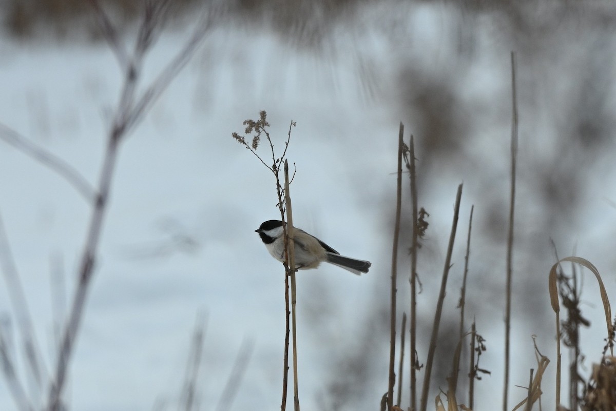 Black-capped Chickadee - ML646661633