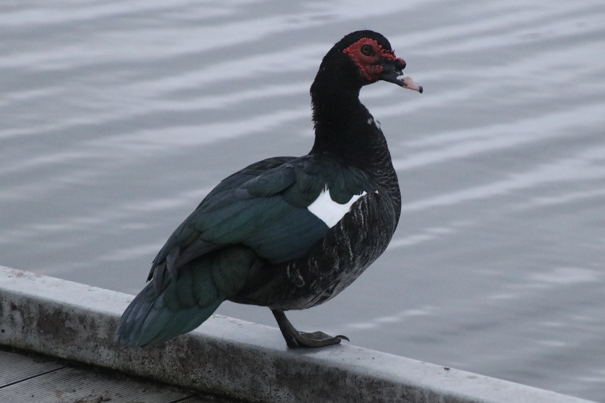 Anatra muta (domestica) - ML646661635