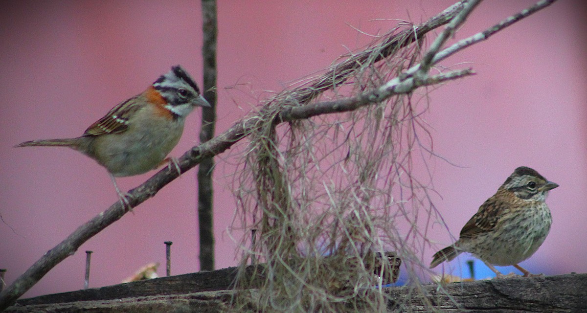 Rufous-collared Sparrow - ML646661636