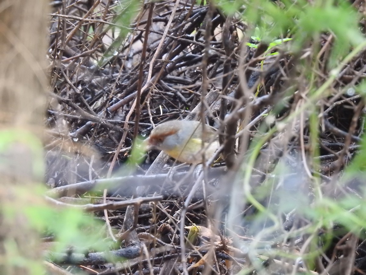 Віреон рудобровий - ML646661637