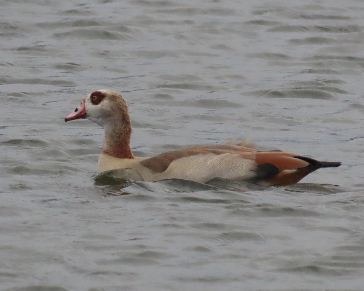 Egyptian Goose - ML646661639