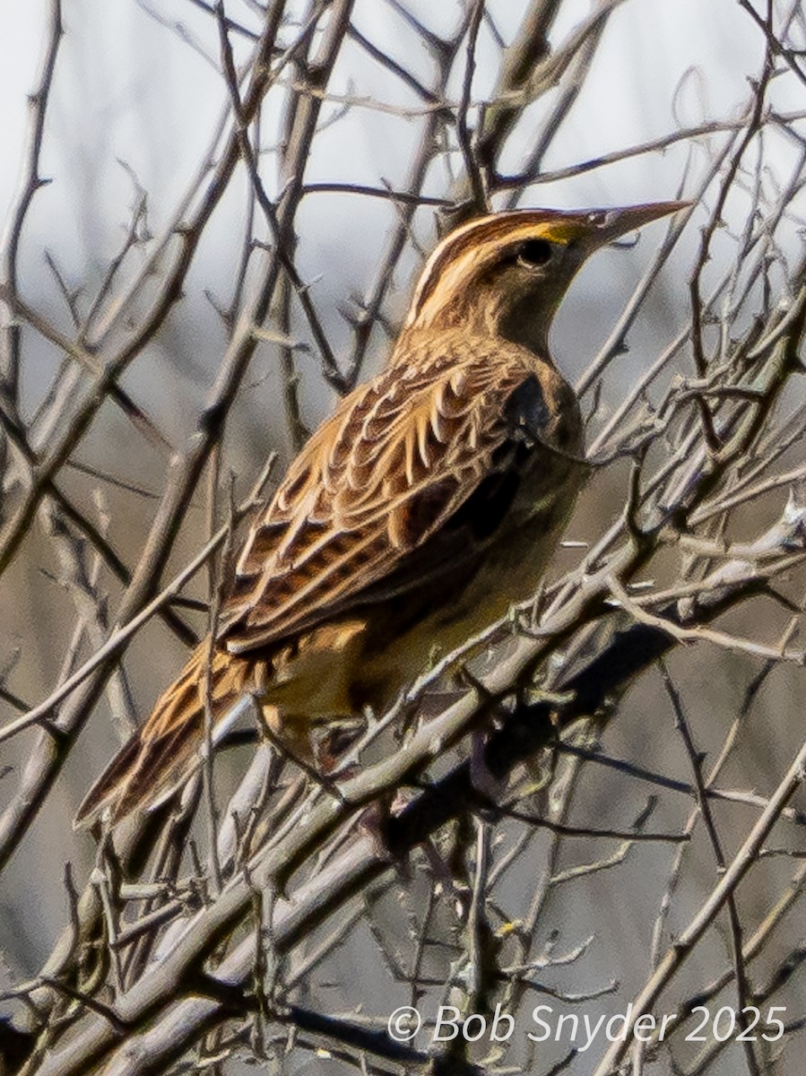 Eastern Meadowlark - ML646661640