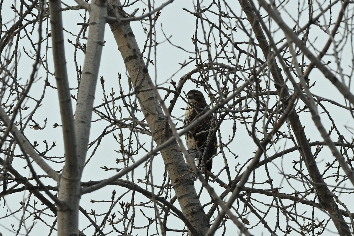Red-tailed Hawk - ML646661641