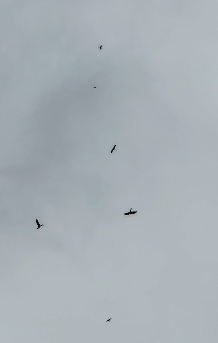 Swallow-tailed Kite - ML646661642