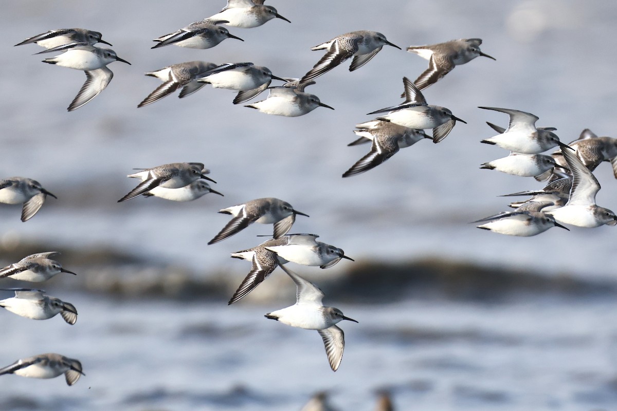 Побережник чорногрудий - ML646661643