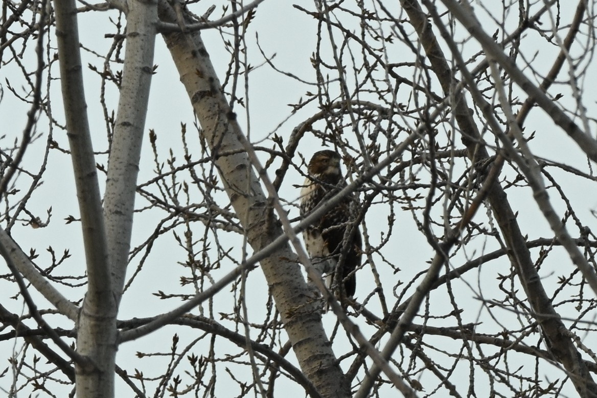 Red-tailed Hawk - ML646661649