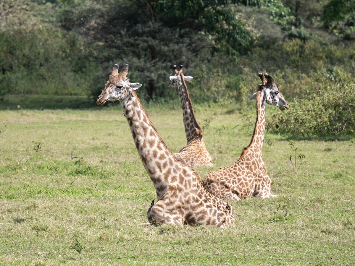Maasai Giraffe - ML646661650