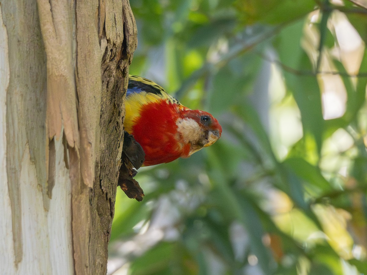 Rosellasittich - ML646661651