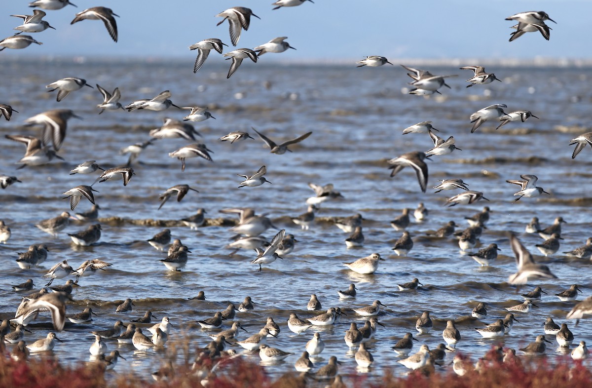 Побережник чорногрудий - ML646661656