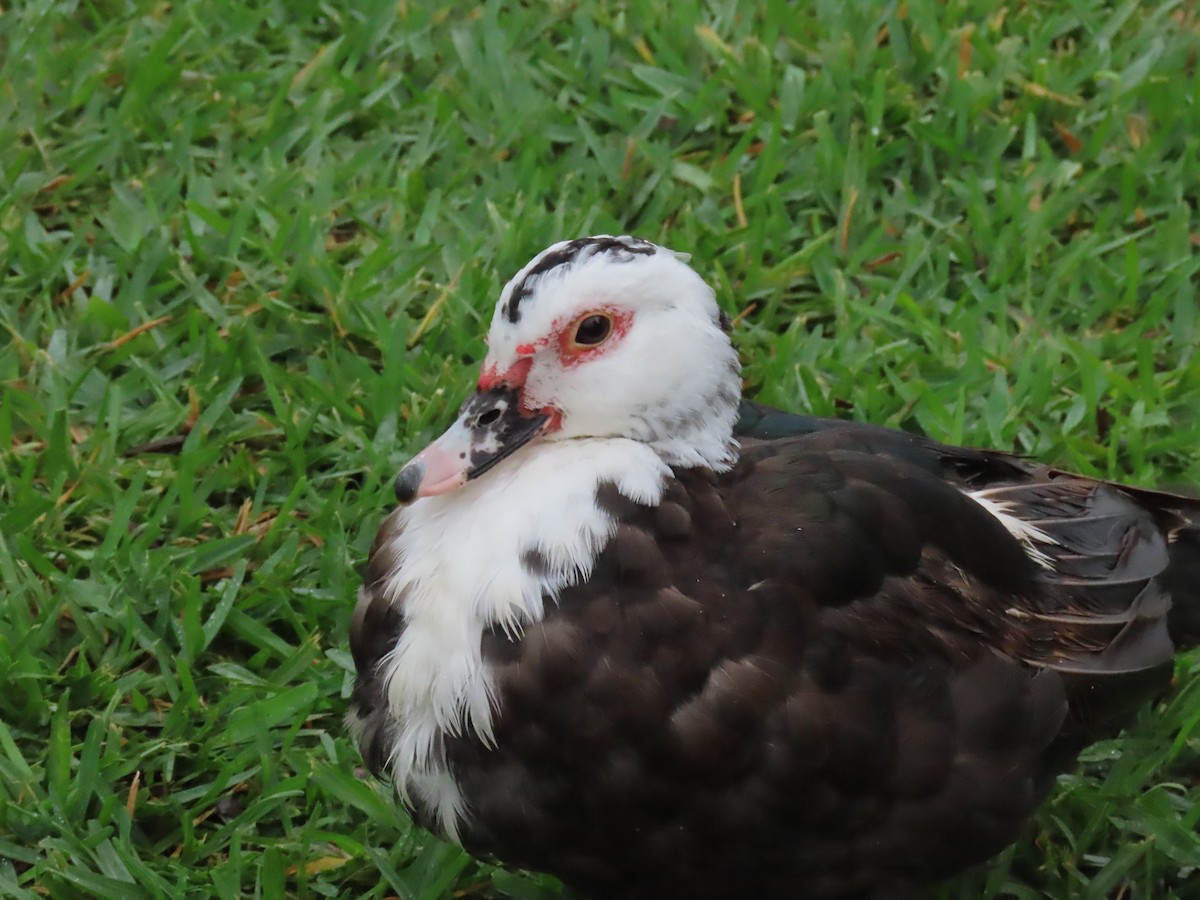 番鴨(馴化)(薑母鴨) - ML646661657