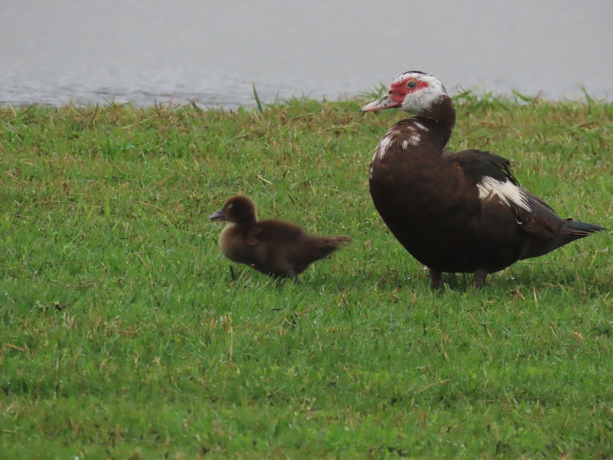 番鴨(馴化)(薑母鴨) - ML646661658