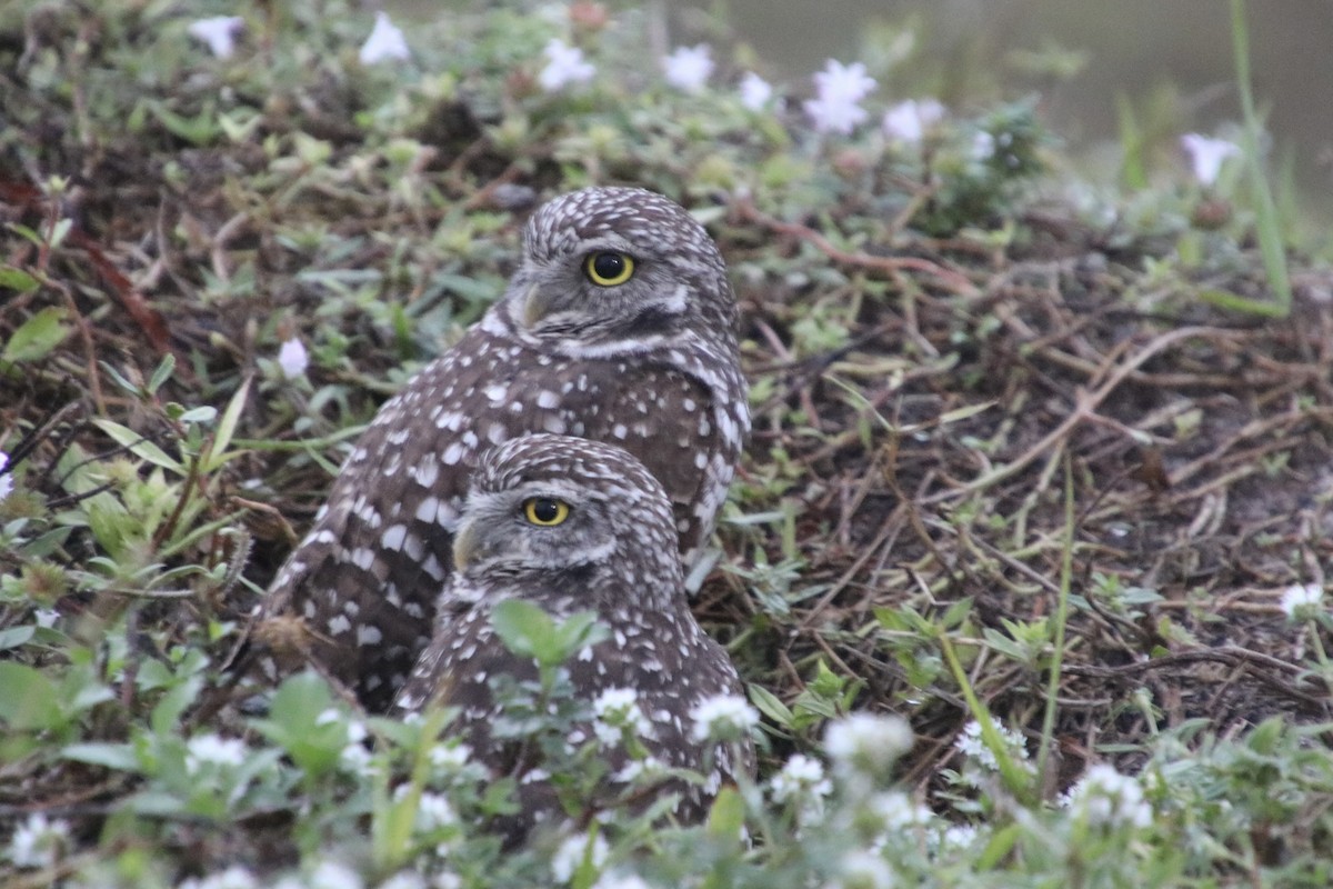 Burrowing Owl - ML646661660