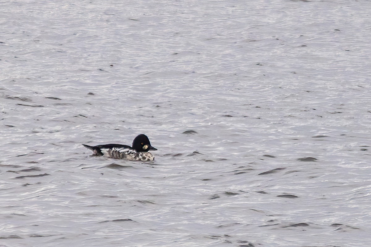 ホオジロガモ - ML646661665