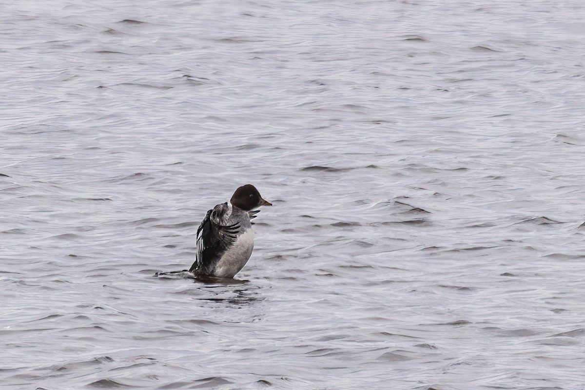 ホオジロガモ - ML646661667