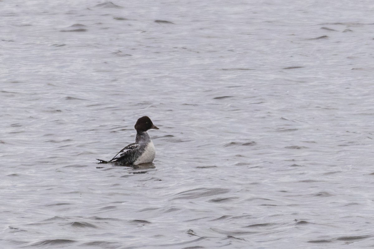 ホオジロガモ - ML646661668