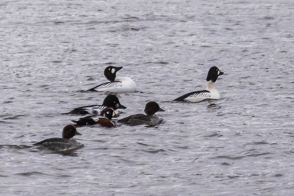 ホオジロガモ - ML646661669