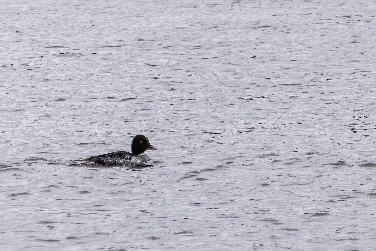 ホオジロガモ - ML646661671