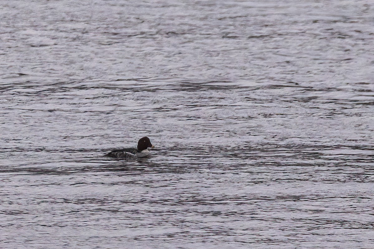 ホオジロガモ - ML646661672