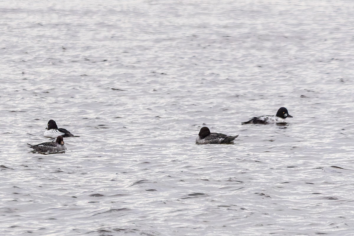 ホオジロガモ - ML646661674