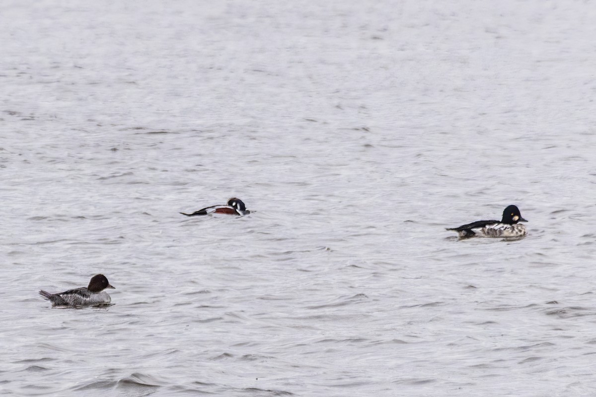 ホオジロガモ - ML646661675