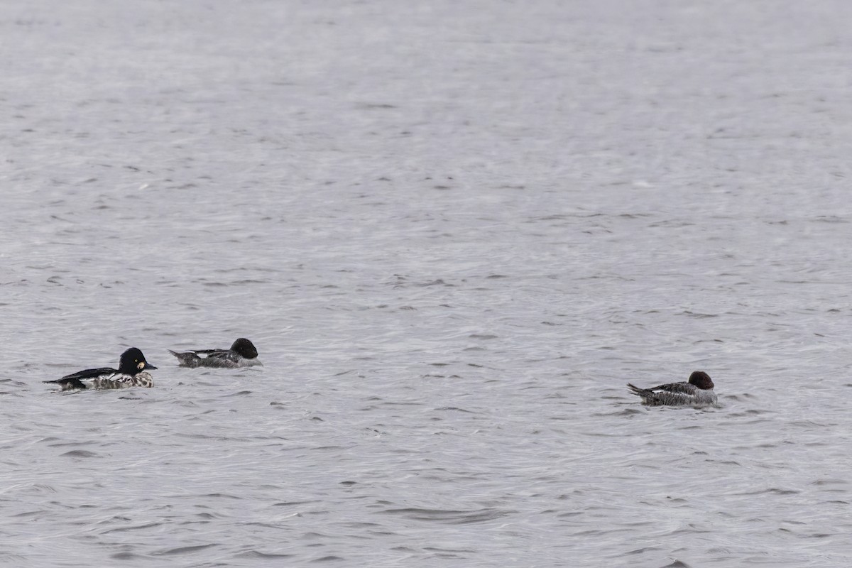 ホオジロガモ - ML646661676