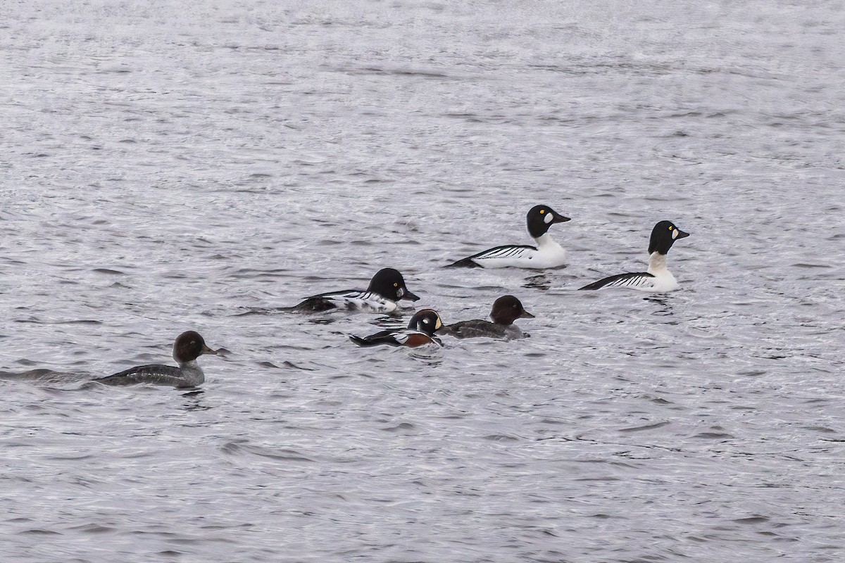 ホオジロガモ - ML646661677