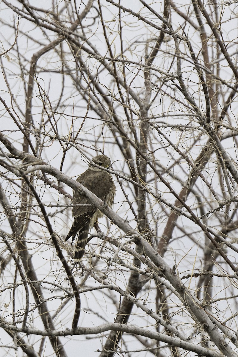 Merlin - ML646661682