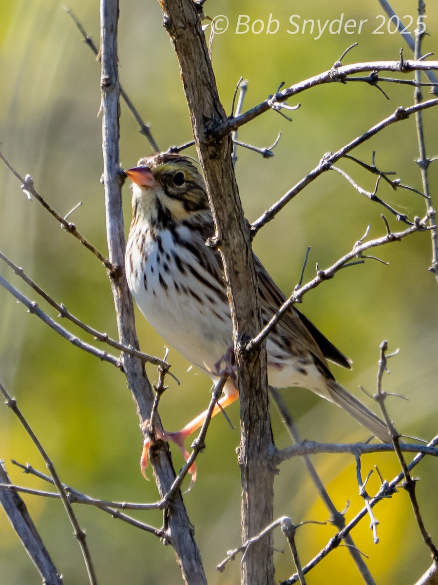 Savannah Sparrow - ML646661683