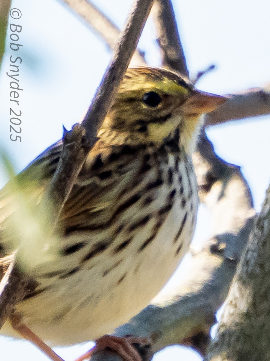 Savannah Sparrow - ML646661684