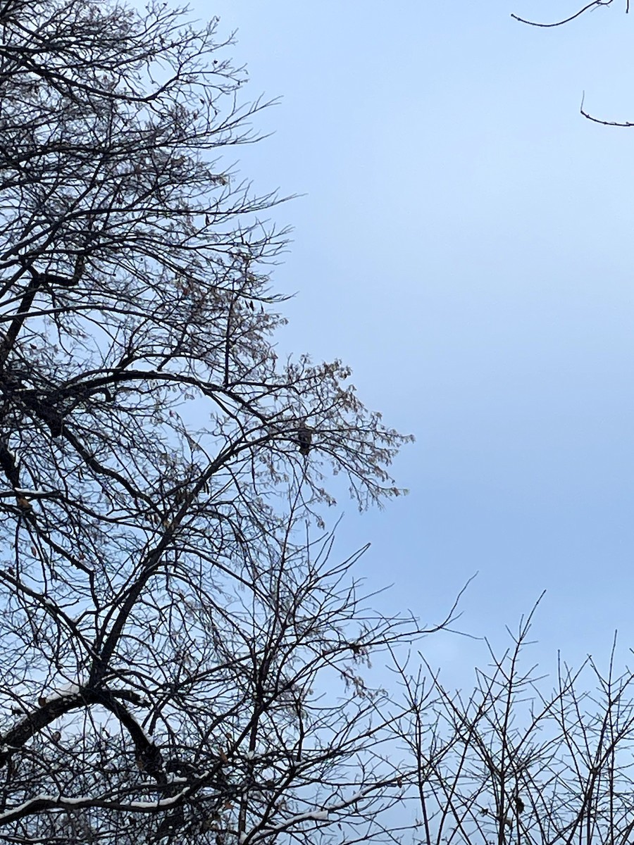 Red-shouldered Hawk - ML646661685