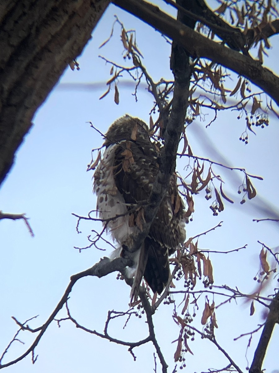 Red-shouldered Hawk - ML646661686