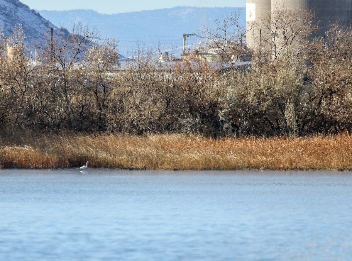 Airone bianco maggiore - ML646661687