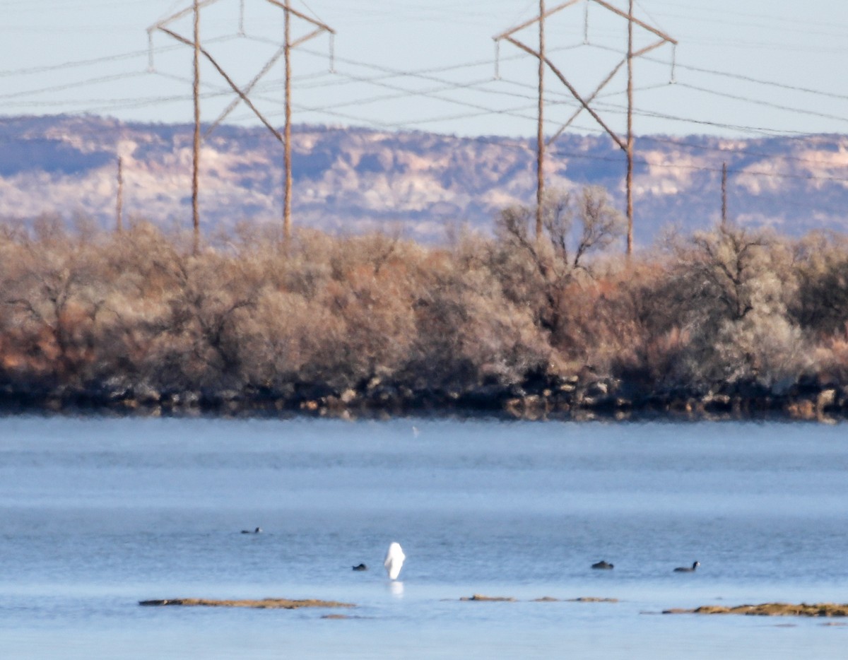 Airone bianco maggiore - ML646661688