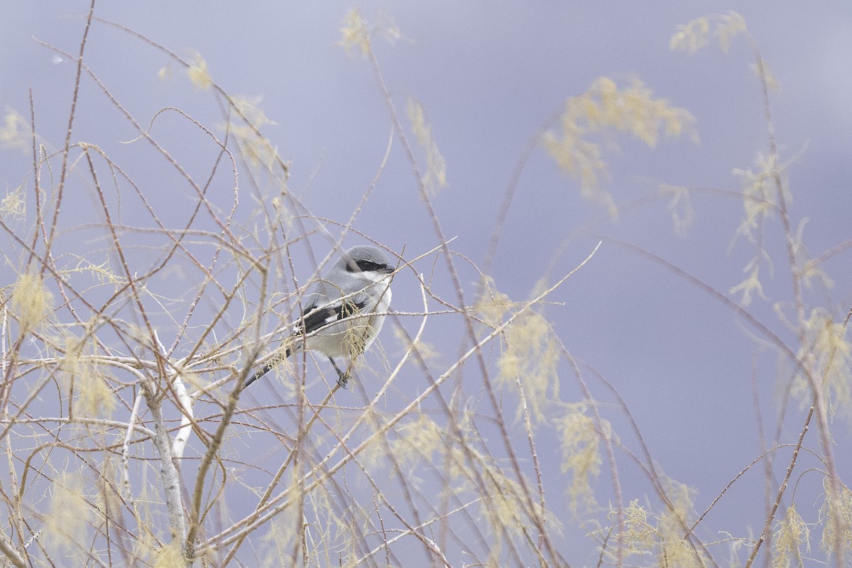 Pie-grièche migratrice - ML646661689