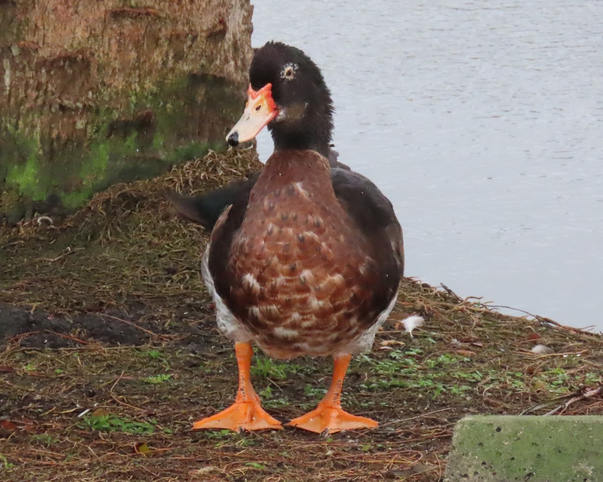 疣鼻棲鴨x綠頭鴨(雜交) - ML646661690