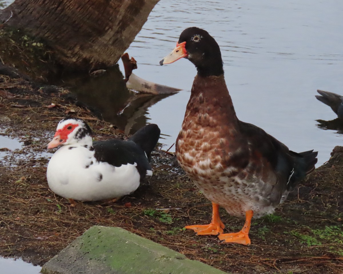 疣鼻棲鴨x綠頭鴨(雜交) - ML646661691