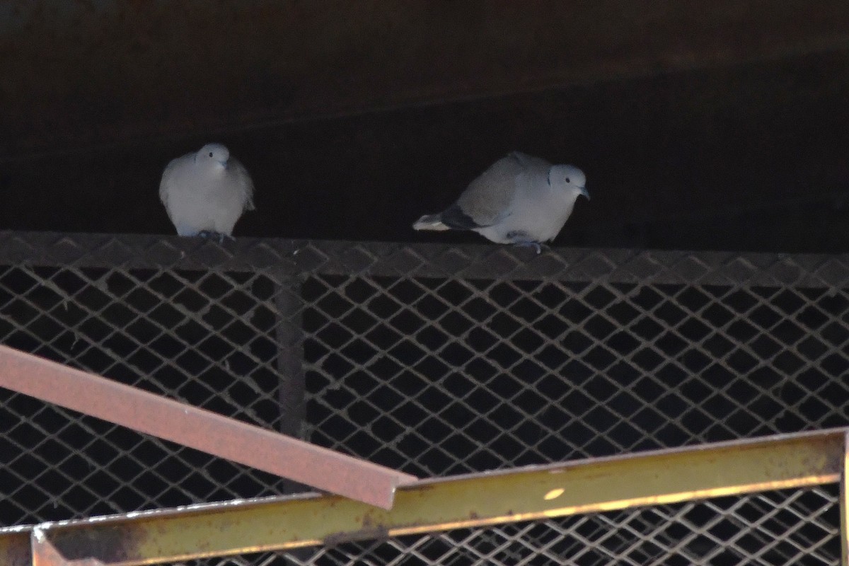 Tortora dal collare - ML646661692