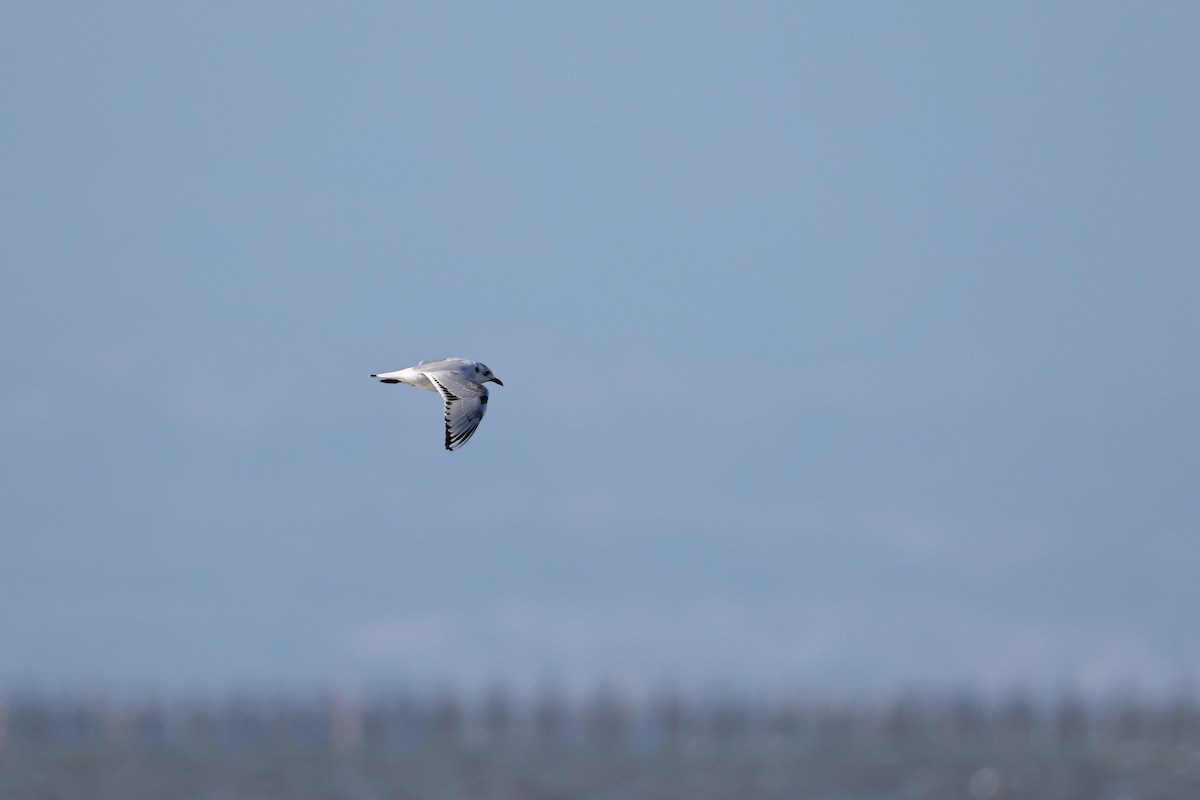 Мартин китайський - ML646661693