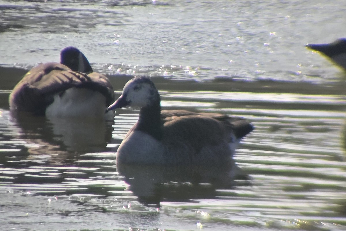 Canada Goose - ML646661695