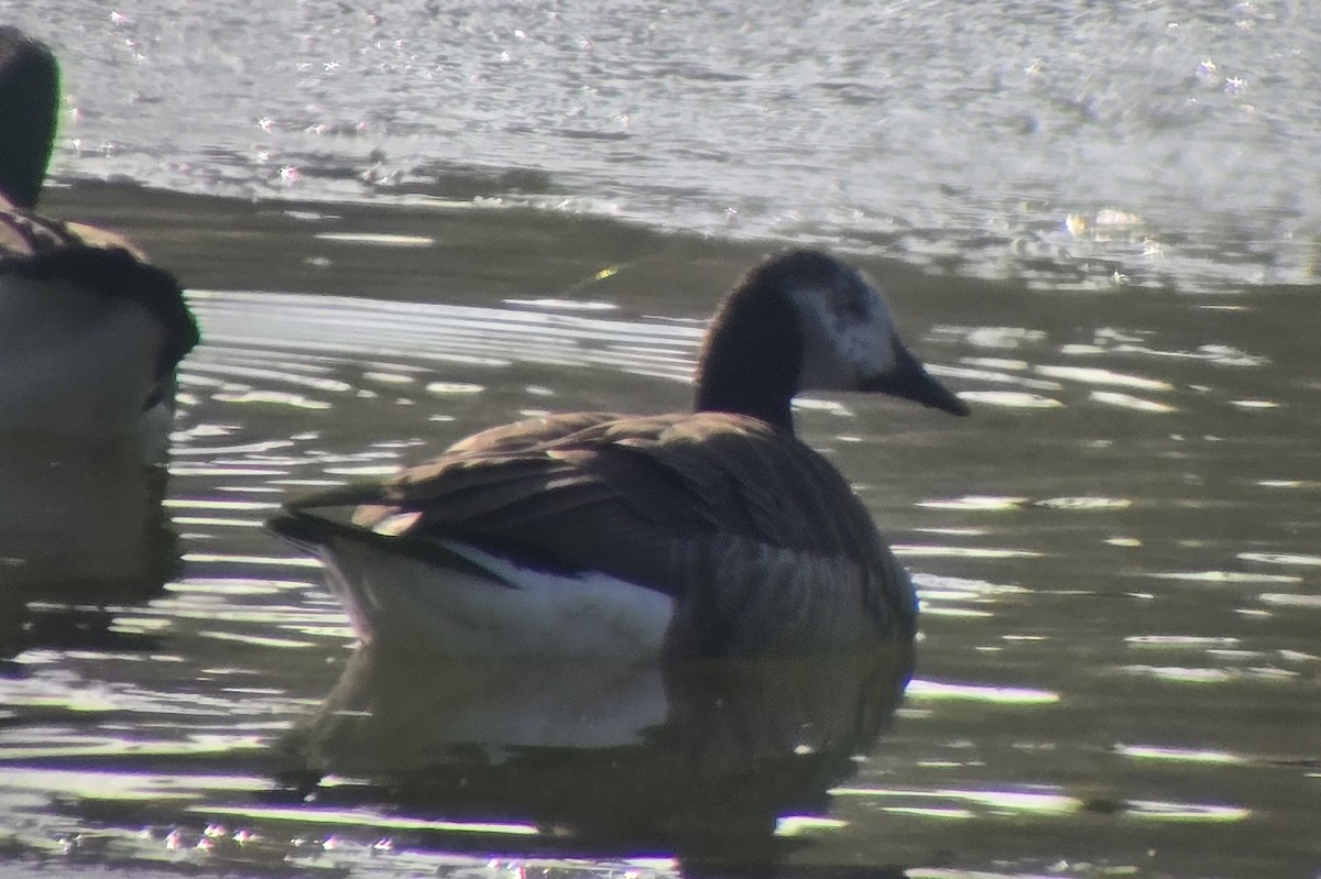 Canada Goose - ML646661696
