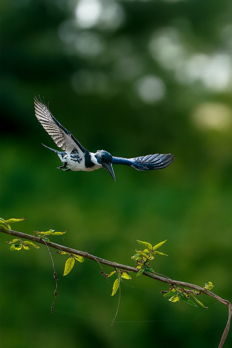 Amazon Kingfisher - ML646661701