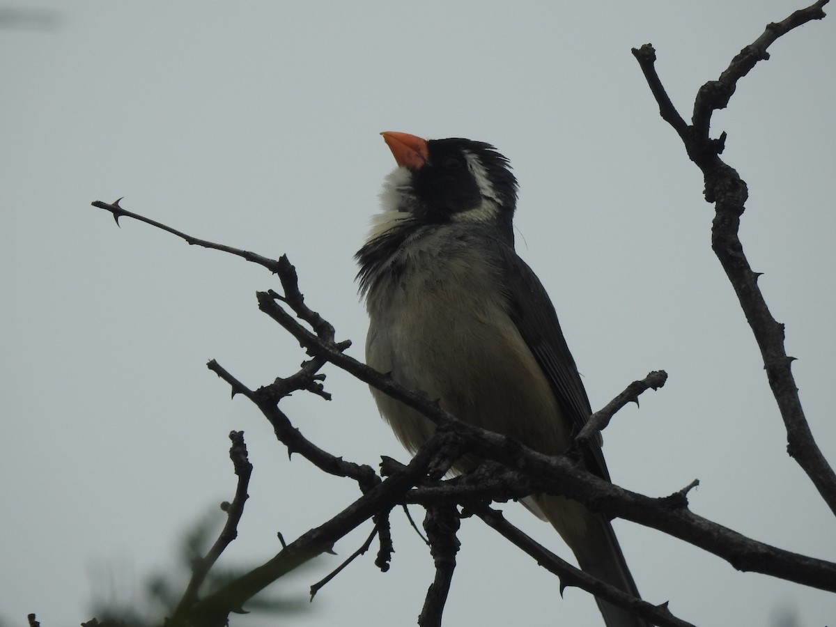 oransjenebbsaltator - ML646661702