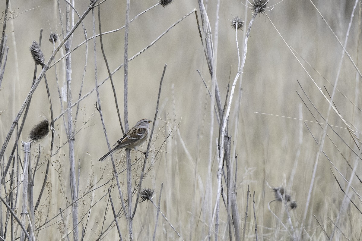American Tree Sparrow - ML646661703