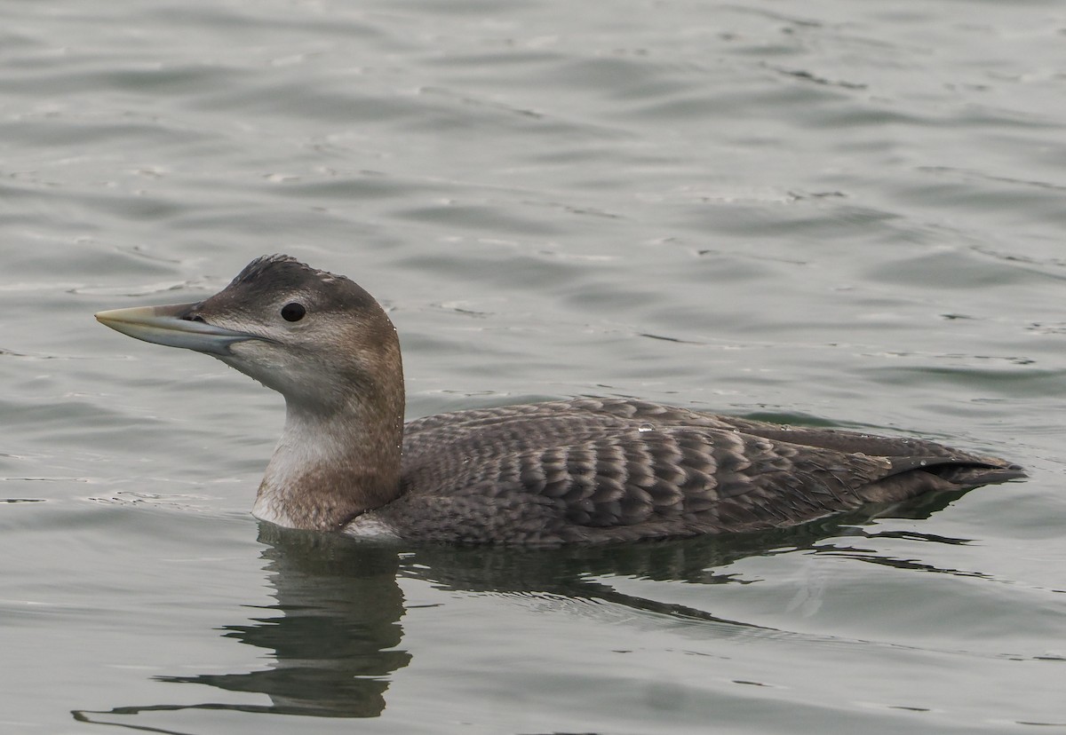 Yellow-billed Loon - ML646661704