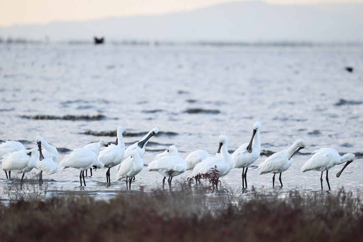 Косар малий - ML646661708